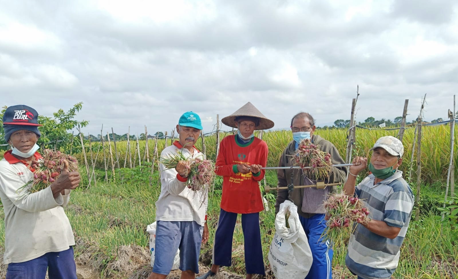 Petani Bawang Merah Mulai Panen, Hasilkan 20 Ton Per Hektar  Bisnis Bali