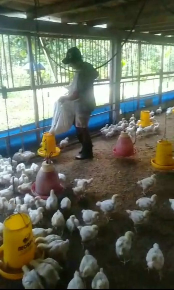 Harga di Atas BEP, Peternak Ayam Sambut Dingin – Bisnis Bali - BisnisBali